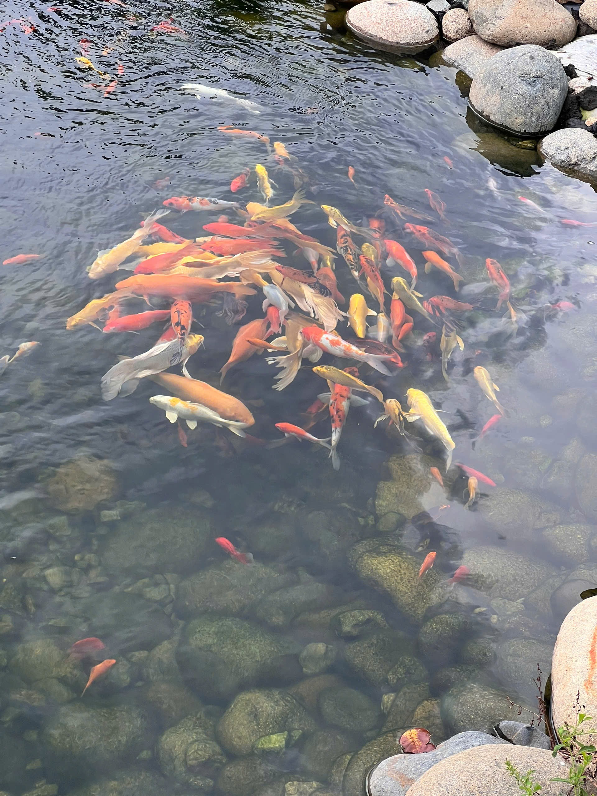 Kiến trúc suối cá Koi phong cách Nhật Bản giao thoa Nam Bộ