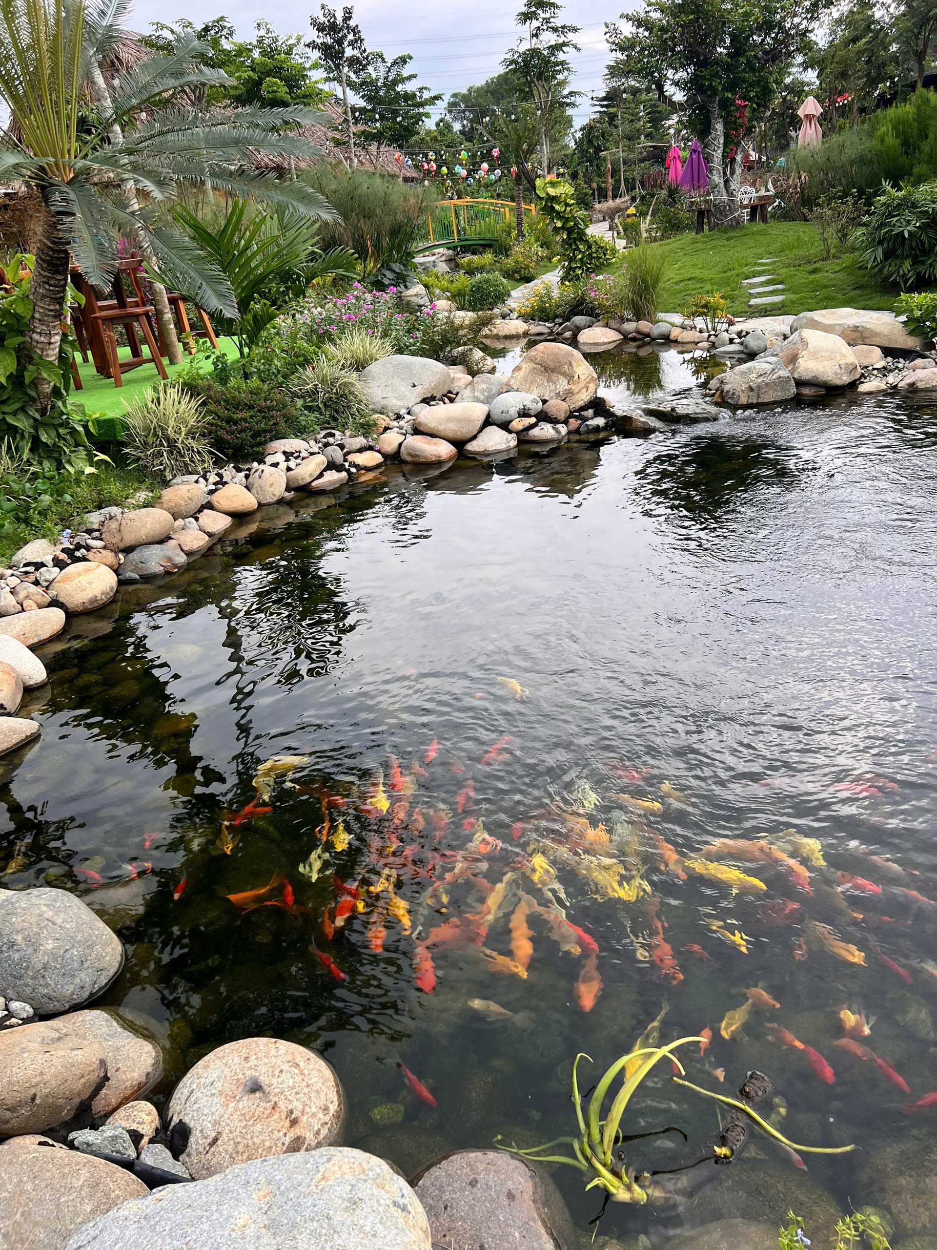 Cầu gỗ bắc ngang suối cá koi Sen Vàng Garden Hóc Môn