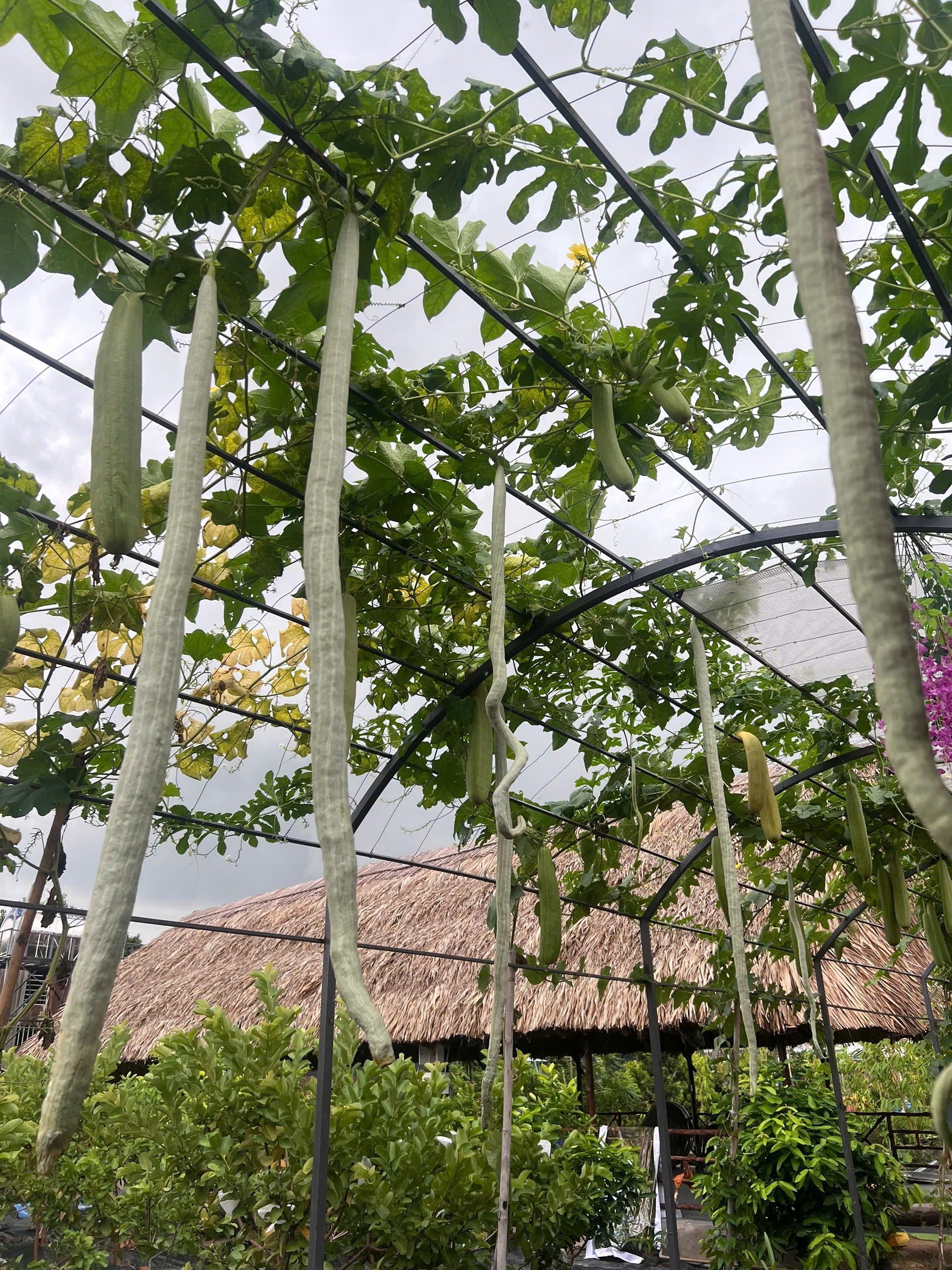 Khu chòi ẩm thực phục vụ Teambuilding Sen Vàng Garden