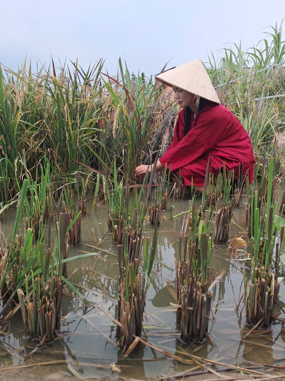 Trải nghiệm đồng quê đích thực cho gia đình