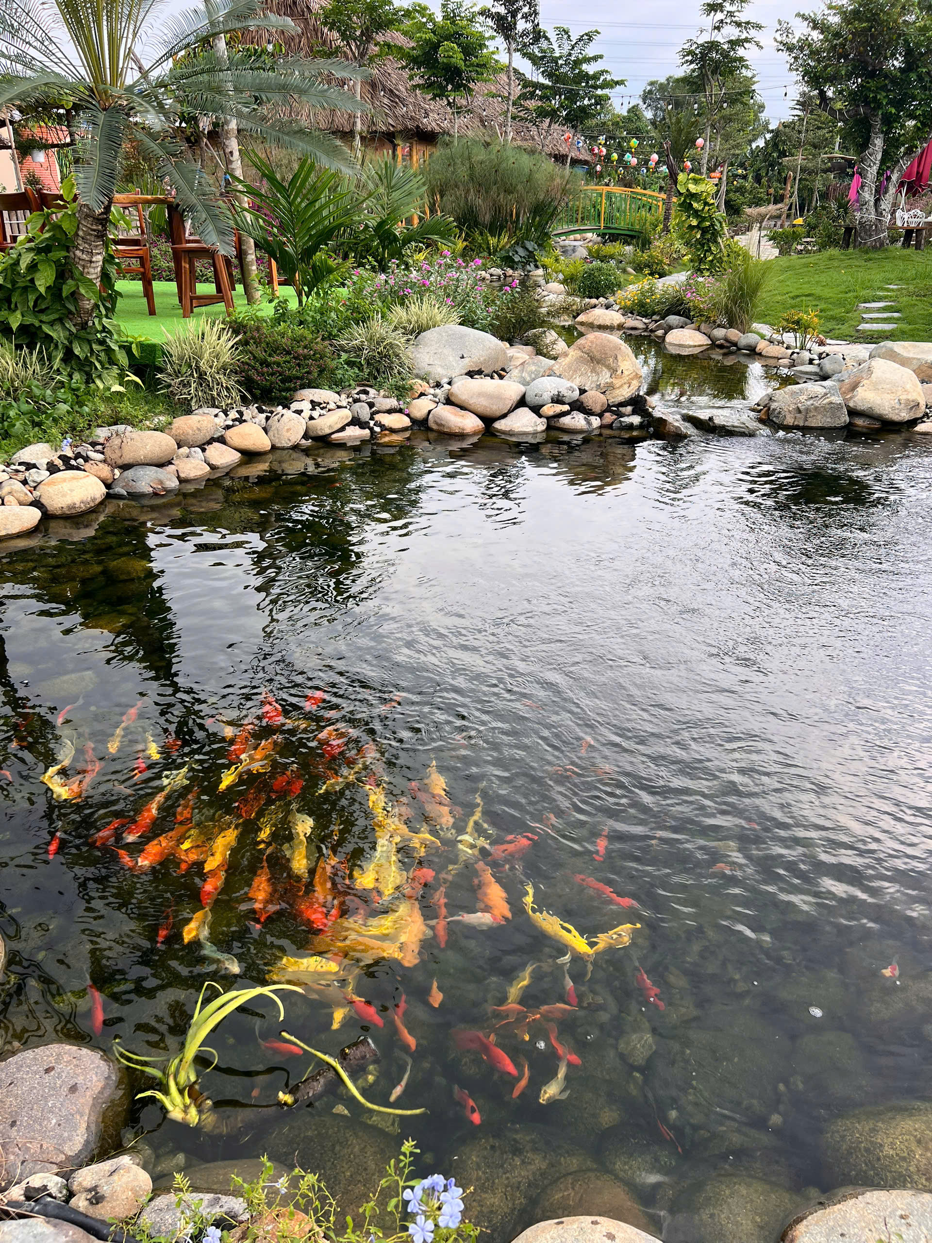 Khu cà phê suối cá koi