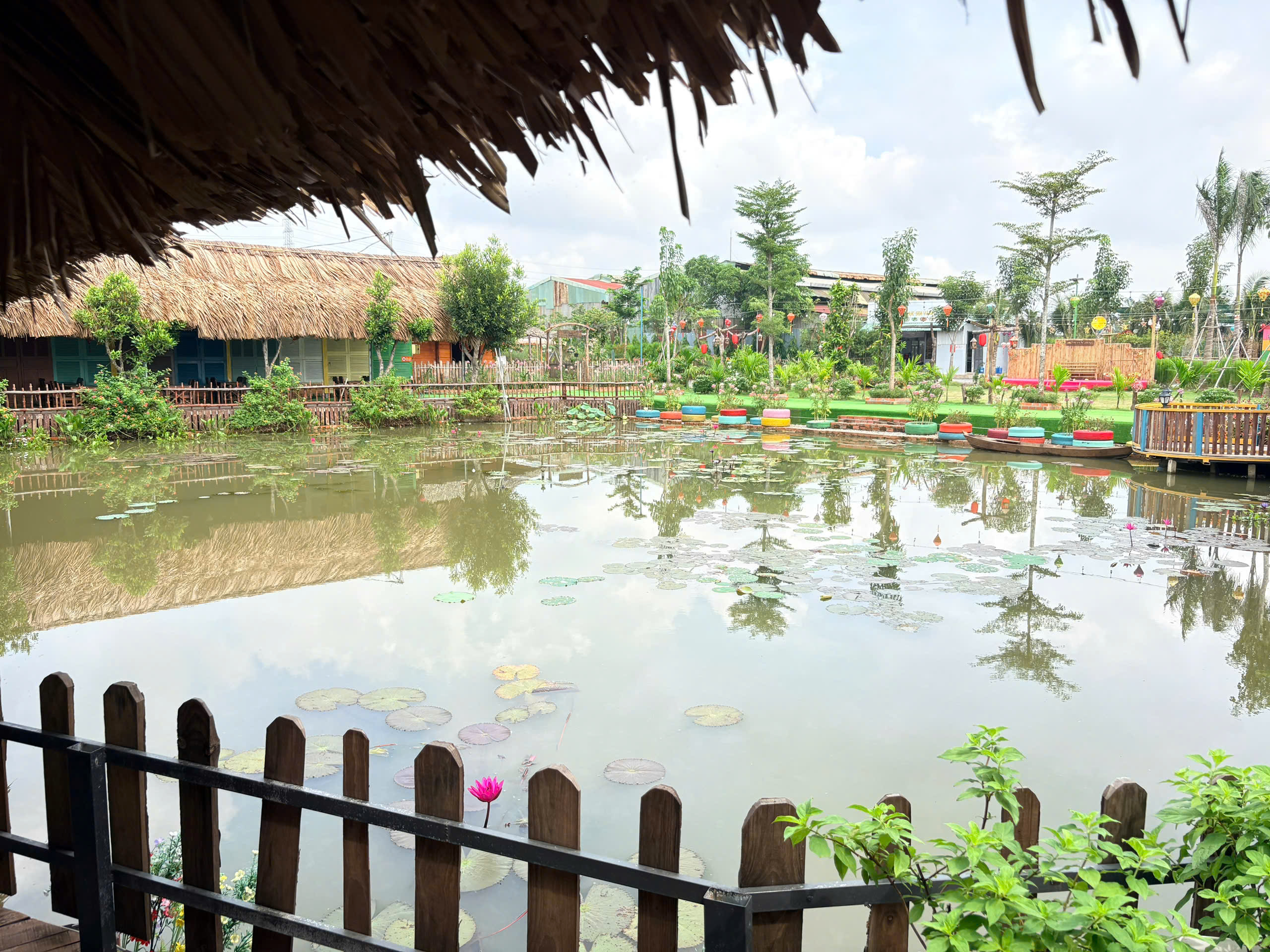 Mặt hồ hoa súng nở rộ tại Sen Vàng Garden